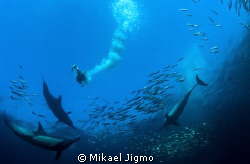 I got one.
This is during the Sardine Run, a Cape Gannet... by Mikael Jigmo 
